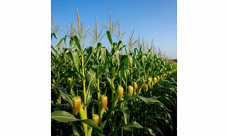 Maize