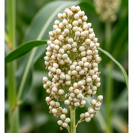 white sorghum