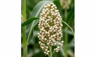 White Sorghum