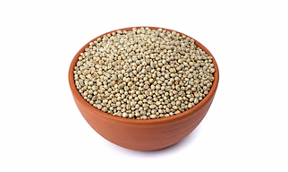 Pearl Millet (Bajra)