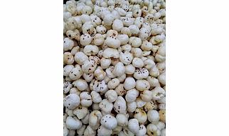 Makhana (Foxnut)