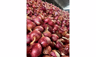 NASIK RED ONION