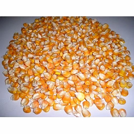 maize