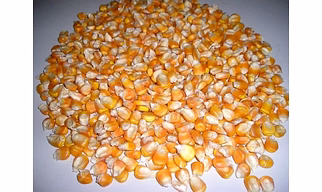 MAIZE