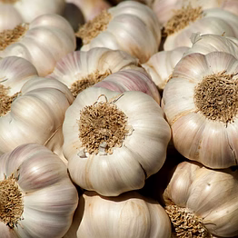 garlic