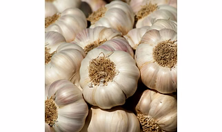 garlic