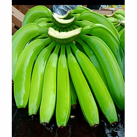 Cavendish Banana