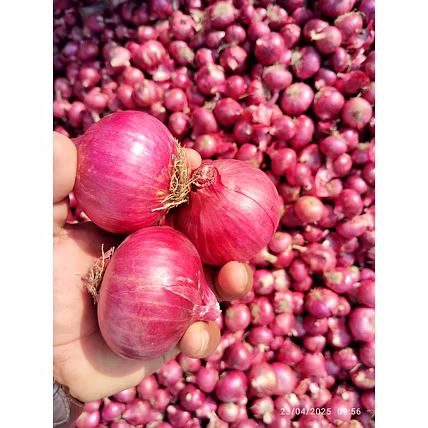 Onions-2