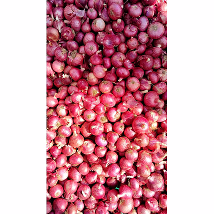 Onions-3