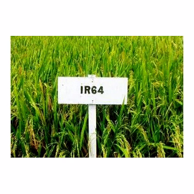 Peraboiled rice IR 64 , basmati rice-1