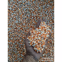 maize