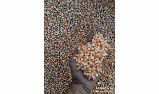 Maize