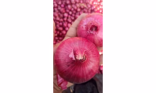 RED ONION 55+ MM
