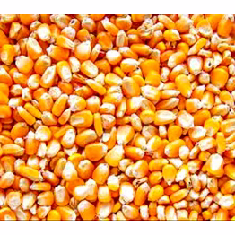 maize