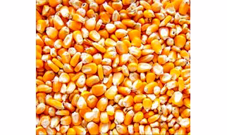 Maize