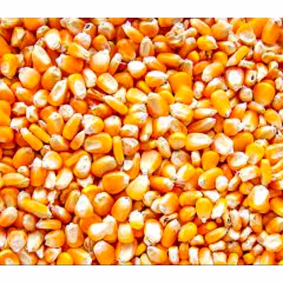 maize