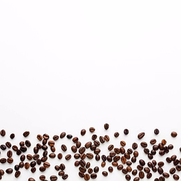 robusta coffee
