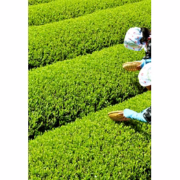 green tea