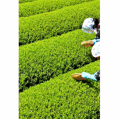 green tea