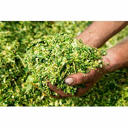 corn silage