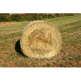 grass hay