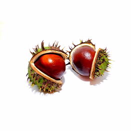 japanes chestnuts