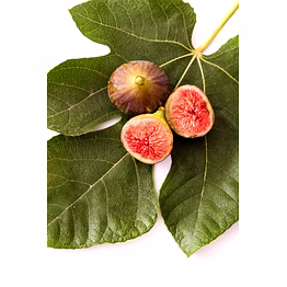 adriatic figs