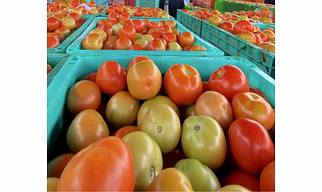 Tomato
