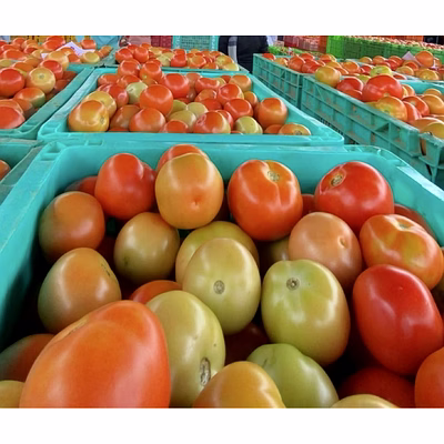 tomato