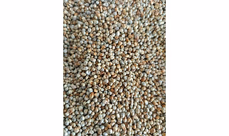 Pearl Millet