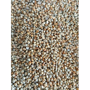 Pearl Millet