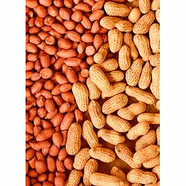 peanut for food and oil manufacturing industries