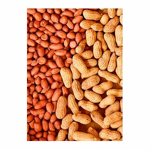 Peanut for Food and Oil Manufacturing Industries