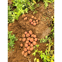 lady rosetta potato processing grade