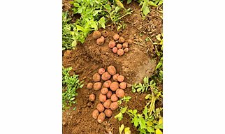 Lady Rosetta Potato processing Grade