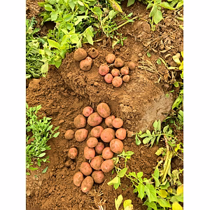 Lady Rosetta Potato processing Grade