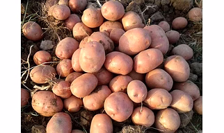 Potato for Chips and Food Industries