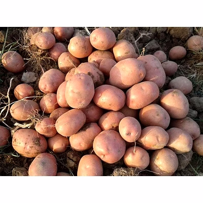 potato for chips and food industries