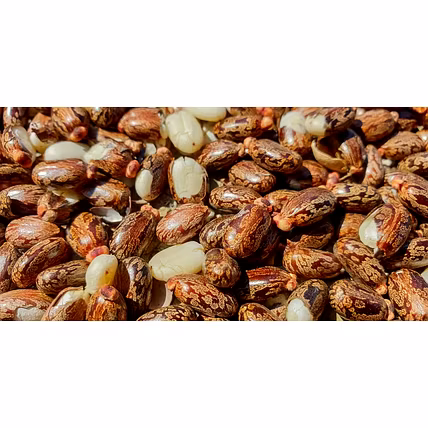 Castor Seed Oil-1