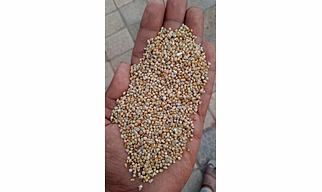 Green Millet