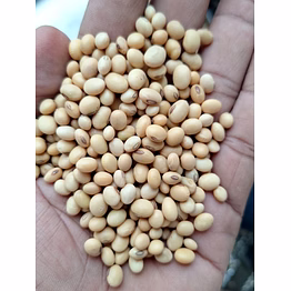 soyabean seed