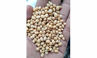 Soyabean Seed