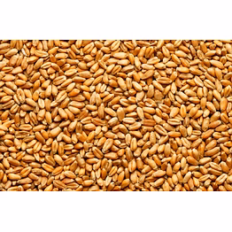 wheat