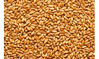 Wheat