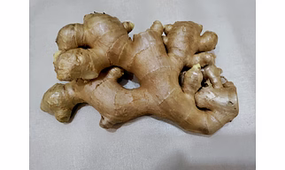 FRESH GINGER