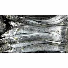ribbon fish