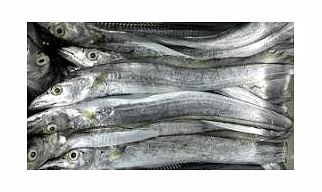 RIBBON FISH