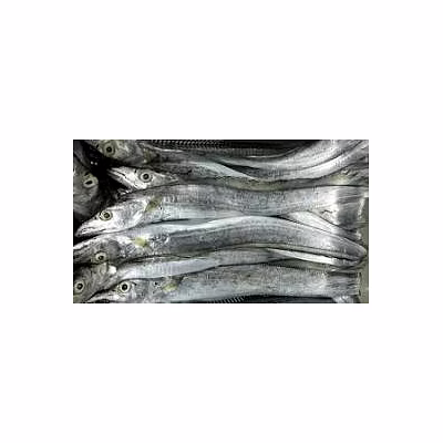 ribbon fish