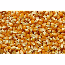 maize