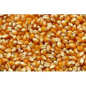 maize
